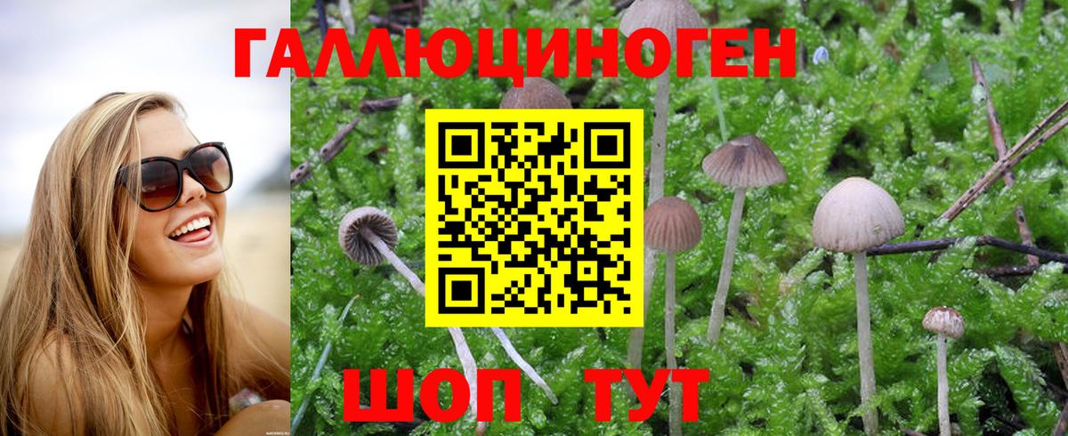 закладки  Галлюциногенные грибы Magic Shrooms  Вход с VPN  Карачаевск 